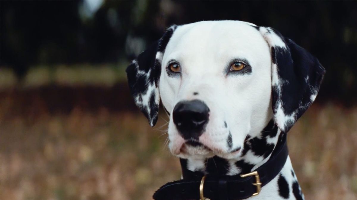 Fenka dalmatina přišla na psích jatkách v Číně o přední tlapky. Nakonec měla štěstí